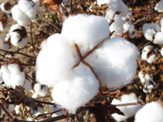 Image of White Cotton - BRS 370 RF
