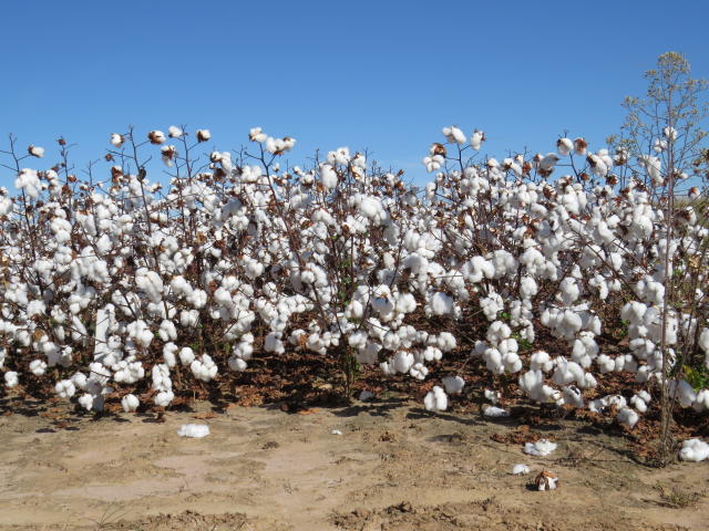 Image of Diagnóstico de solos para controle de patógenos e manejo do cultivo de algodão