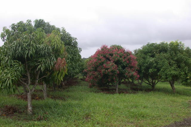 Image of Cepa/Estirpe de Dunaliella spp. com potencial para a produção de carotenoides