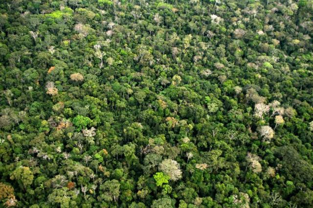 Image of Netflora – Artificial Intelligence (AI) for the Identification of Forest Species