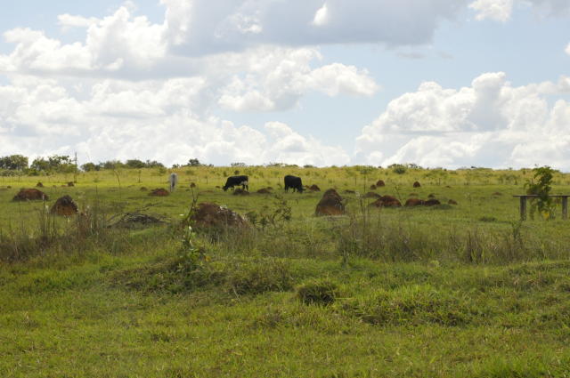 Image of Método de controle químico da goiabeira (<em>Psidium guajava L.)</em> em pastagens
