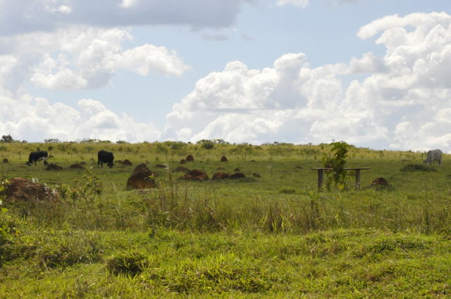 Image of Estratégias para Recuperação e Renovação de Pastagens Degradadas no Cerrado