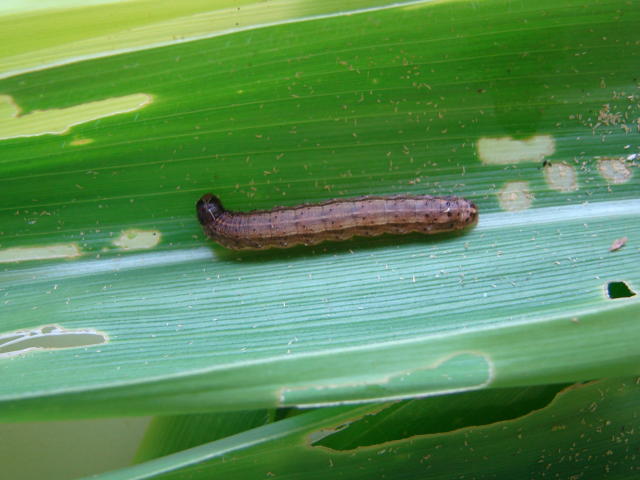 Image of Recomendação de consórcio de planta para o manejo da Spodoptera frugiperda na cultura do milho