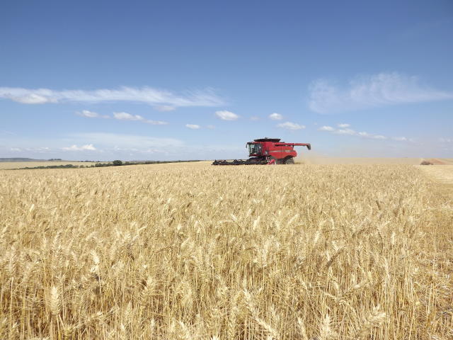 Image of Wheat BRS 404