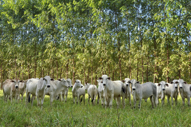 Imagem de Processo de macropropagação vegetativa do bambu