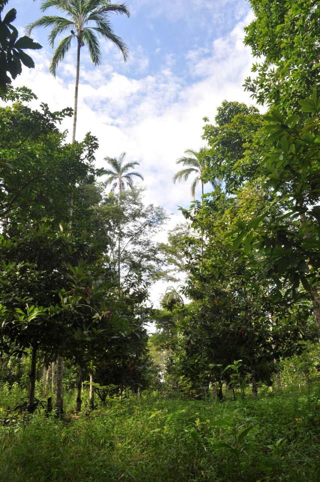 Image of Agroforestry Intercropping of Cupuaçu, Brazil Nuts, and Peach Palm Seeds