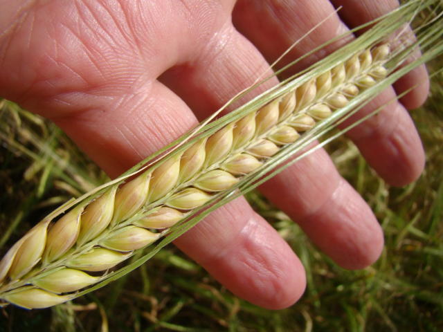 Image of Cevada forrageira - BRS Korbel