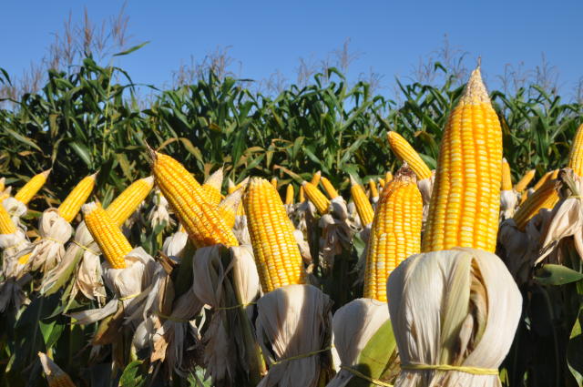 Image of Corn BRS Caimbé