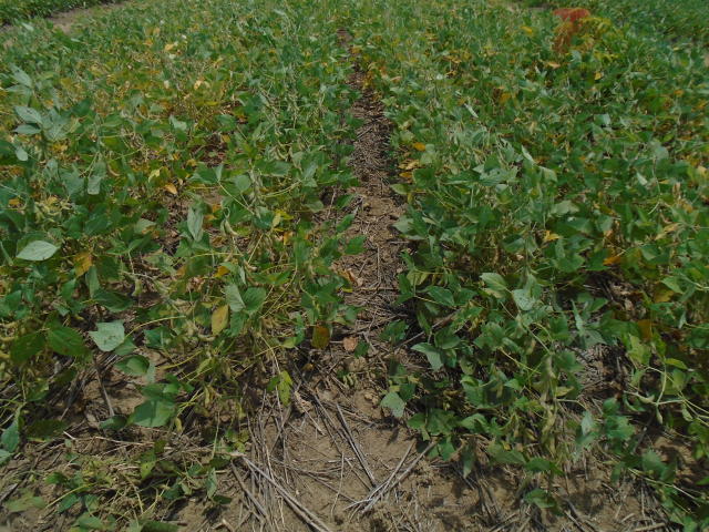 Image of <strong>Soybean intercropping with forage grasses to reform degraded pastures</strong>