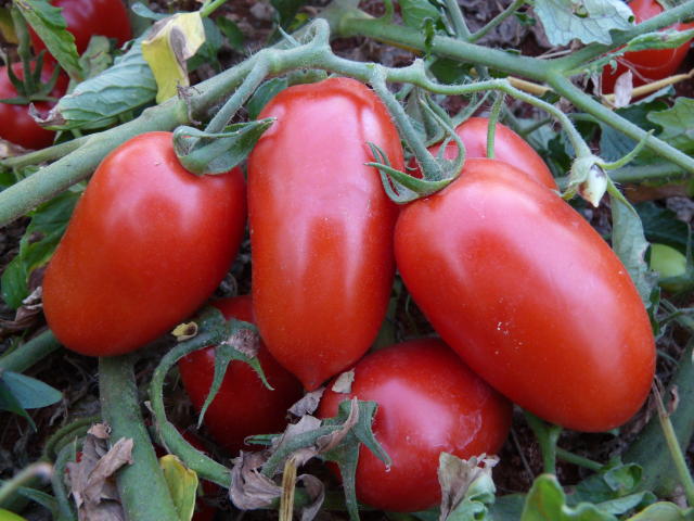 Image of Tomate BRS Sena