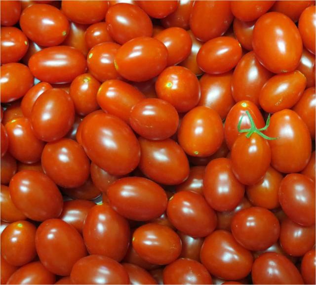 Image of Tomate geneticamente modificado resistente a doenças causadas por fungos