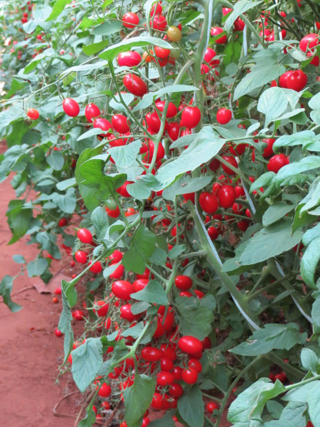 Image of Tomate BRS Zamir