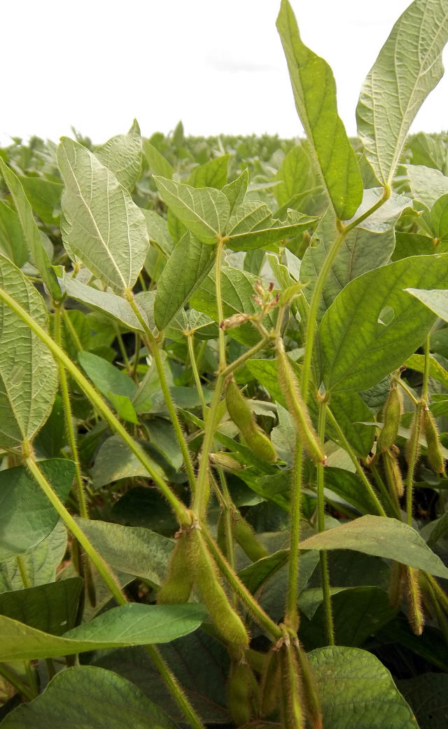 Image of Soja BRS 533