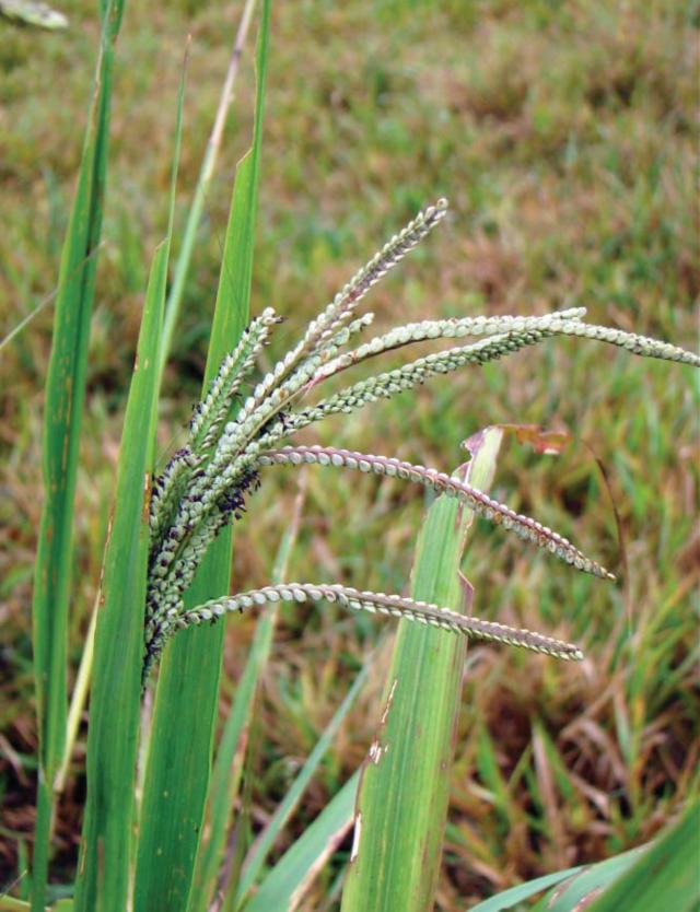 Image of Método de reforma de pastagens com alta infestação de capim-navalha (<em>Paspalum virgatum</em>)