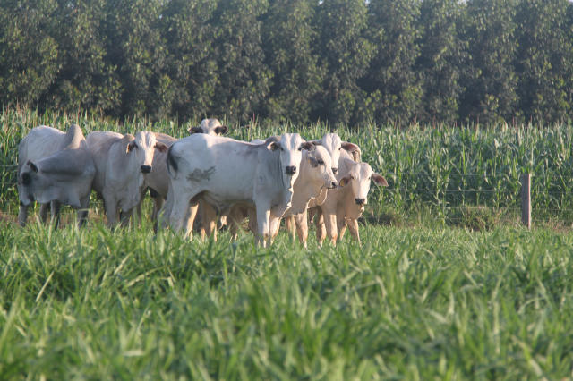 Image of Multifunctional inoculant for pastures with Brachiaria grasses
