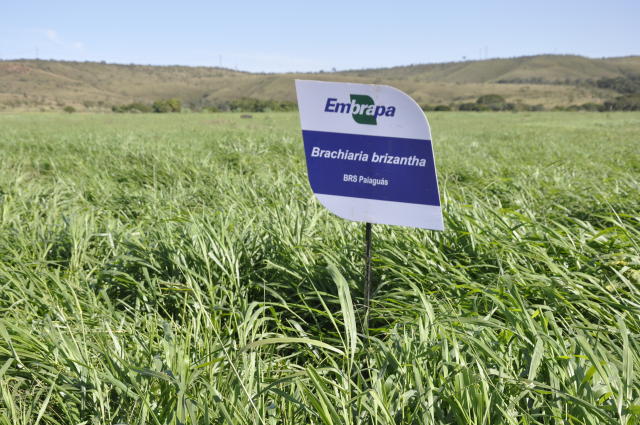 Imagem de <em>Brachiaria brizantha</em> - BRS Paiaguás