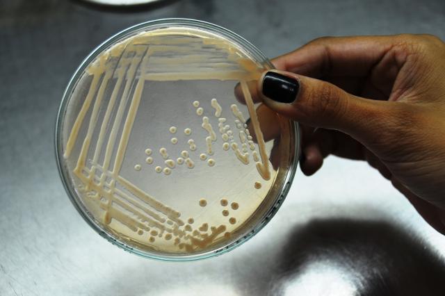 Image of Strains of nitrogen-fixing growth-promoting bacteria to produce sugarcane inoculant