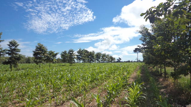Image of <strong>Method to implement crop-livestock-forest systems with corn, forage and tree species</strong>