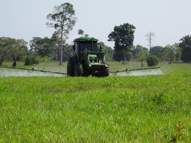 Image of Método de controle químico do cipó-cururu (<em>Stigmaphyllon sinuatum</em>) em pastagens