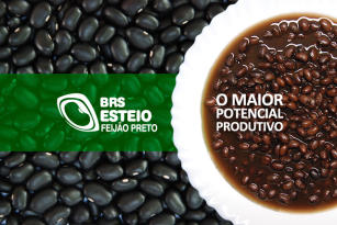 Destaque da Cultivar BRS Esteio