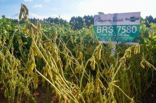 Soja BRS 7580
