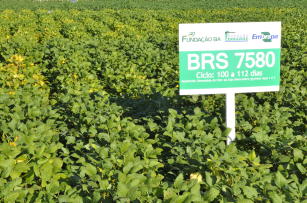 Soja BRS 7580