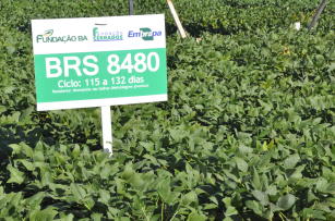 Soja BRS 8480