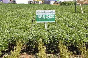Soja BRS 8480