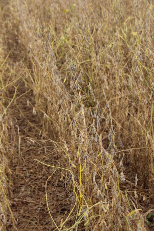 Cultivar de soja BRS 399RR
