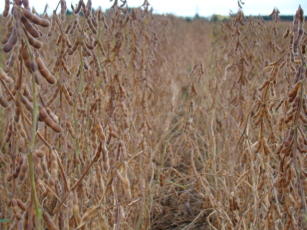 Cultivar de soja convencional BRS 361