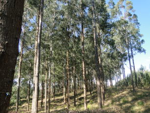 Plantio de Eucalypts benthamii