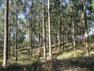 Plantio de Eucalypts benthamii