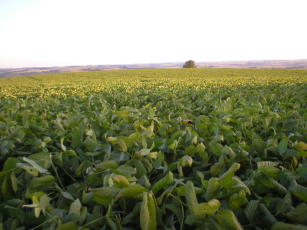 Lavoura de soja
