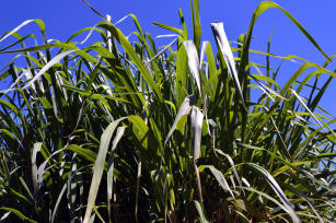 Panicum maximum cv. Mombaça