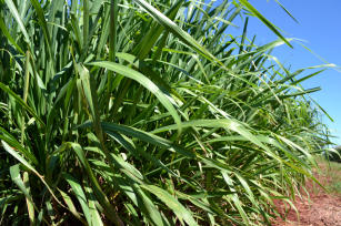 Panicum maximum cv. Mombaça 2