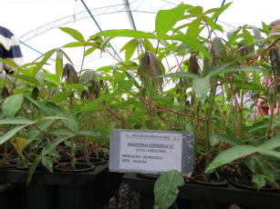 Mudas micropropagadas de mandioca BRS Formosa