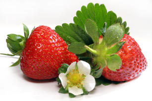 Morango