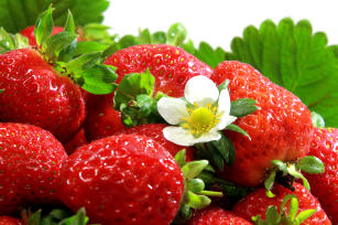 Morango