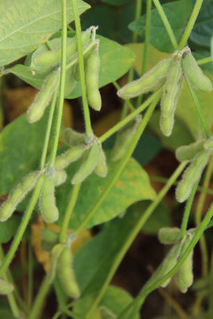Cultivar de soja BRS 1074IPRO