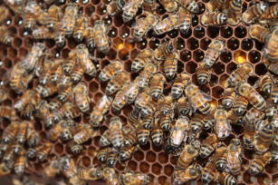 Abelha Apis mellifera