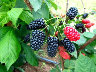 Cultivar de amora-preta BRS Cainguá