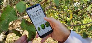 Uzum maçã celular e folha macieira