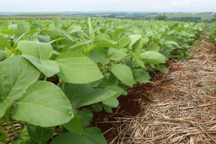 Cultivar de Soja