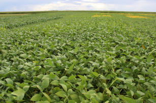 Cultivar de Soja