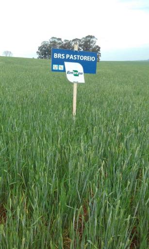 Trigo BRS Pastoreio