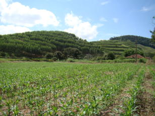 ILPF em áreas montanhosas