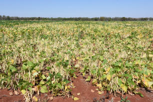 CULTIVAR DE FEIJÃO BRS FS311