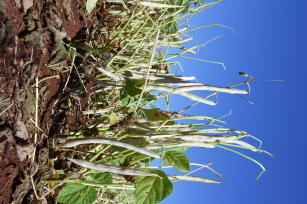 CULTIVAR DE FEIJÃO BRS FS311
