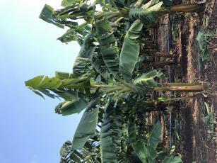 Plantação da banana-da-terra BRS Terra-Anã