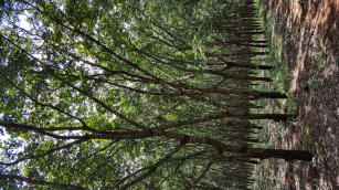 Seringueira OS 22